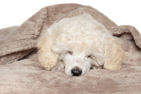 Poodle puppy sleeping under blanket