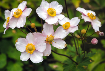 Close up on a Japanese anemone flowers also called thimbleweed or windflower