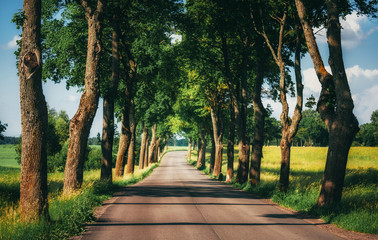 Obraz premium Asphalt country road running through tree alley