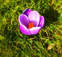 Purple flower