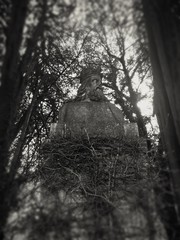 King in the Forest 