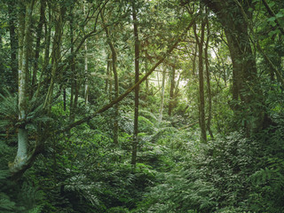 Forest Green Jungle tree Branches Nature background