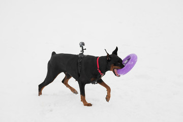 Training and playing with dog Doberman breed on a snowy field in winter