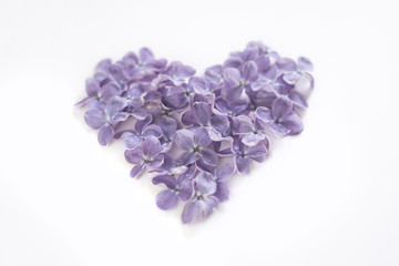 Heart shaped flowers of lilac isolated on a white bachground