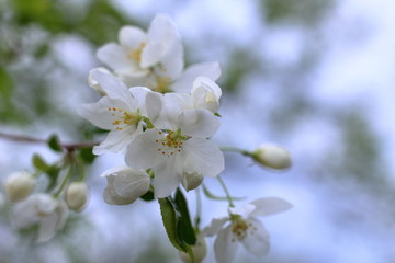 Fototapeta premium Beautiful floral spring nature background with copy space. Branches of blossoming apple tree close-up on background with soft focus. Flowering Apple tree. Macro. Blossoming garden in spring.