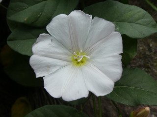flower with white blossom