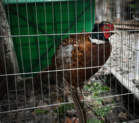 Gefangener Vogel auf der Stra&szlig;e