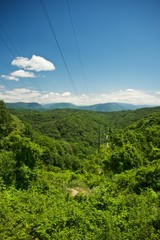 Landscape with green forest and power line between trees.