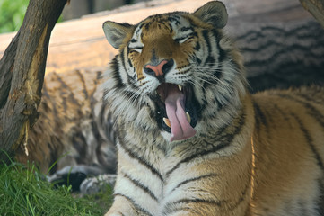 Fototapeta na wymiar Portrait of siberian tiger is sitting in the shade