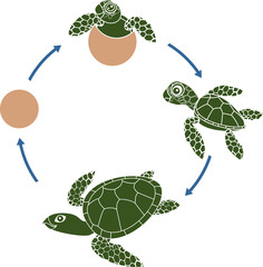 Naklejka premium Life cycle of sea turtle. Sequence of stages of development of turtle from egg to adult animal