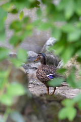 Obraz premium Female Mallard duck standing on rocks seen through a frame of defocused blurred leaves. Vertical with copy space.