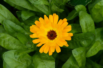 One pretty single yellow orange marigold flower viewed from above, the green foliage surrounding it. Also known as pot marigold, common marigold, ruddles, and Scotch marigold. Calendula officinalis.