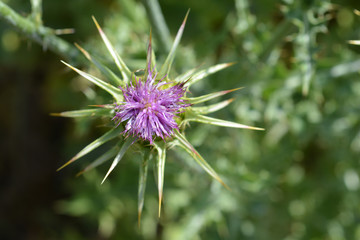 Milk thistle flower