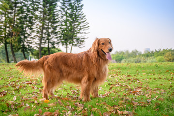 Obraz premium Golden Retriever playing in the park