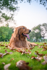Obraz premium Golden Retriever playing in the park