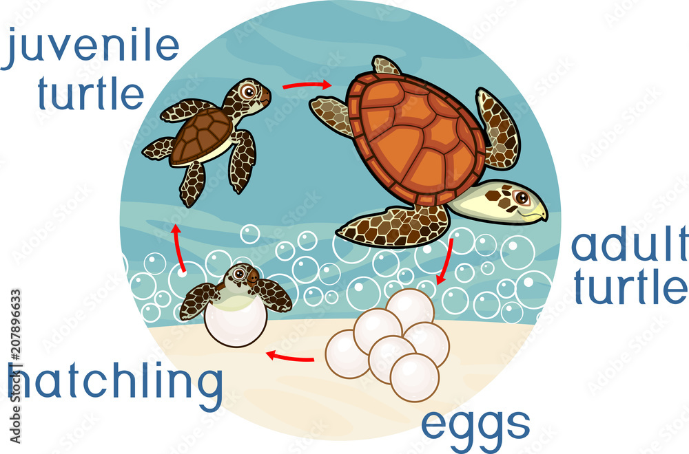 Sticker life cycle of sea turtle. sequence of stages of development of turtle from egg to adult animal - Stickers