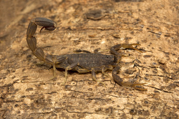 Spider, Lychas sp, Butheidae, Madhya Pradesh, India