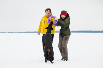Fototapeta na wymiar Training and playing with dogs Dobermans on a snowy field in winter