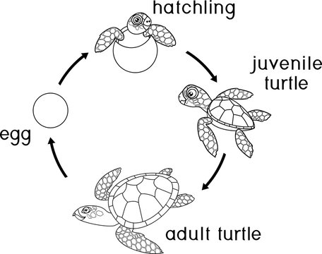 Coloring page. Life cycle of sea turtle