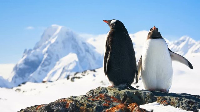 Two penguins dreaming sitting on a rock, mountains in the background. penguins dreaming sitting on a rock, mountains in the background