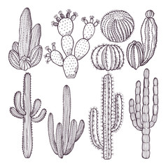 Illustrations of wild cactuses. Vector hand drawn pictures © ONYXprj