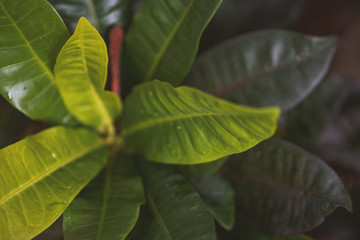 Green leaf background 