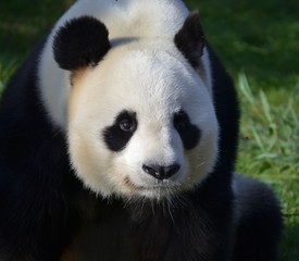Fototapeta premium panda