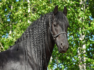 Close up portrait of black friesian draft horse 