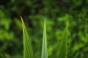 Green leaf background