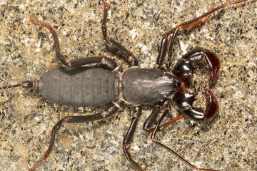 Whiptail scorpion or vinegar scorpion, Lobochirus sp, Thelyphonidae, Agumbe ARRSC, Karnataka , India