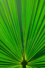 Tree branches and leaves are green on a white background.