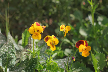 Viola tricolor var. hortensis. Flowers in the garden