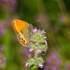 Macro photo - Pearly heath butterfy is its natural environment Danubian wetland, Slovakia, Europe