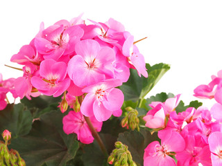 Fototapeta na wymiar Pink geranium, pelargonium flower on white background