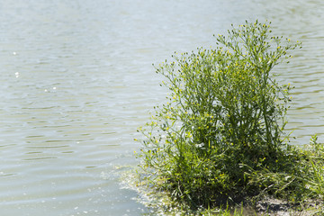Forest lake under blue cloudy sky