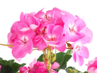 Fototapeta na wymiar Pink geranium, pelargonium flower on white background
