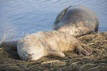 Donna Nook, Lincolnshire, UK – Nov 16 : A cute fluffy newborn baby grey seal pup lies upside down on the shore 16 Nov 2016 at Donna Nook Seal Sanctuary