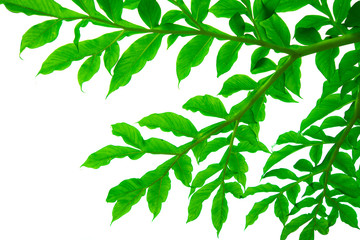 Tree branches and leaves are green on a white background.