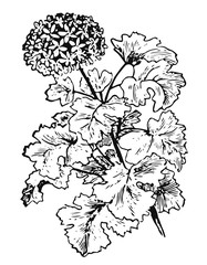 Geranium #vector #isolated - Geranie