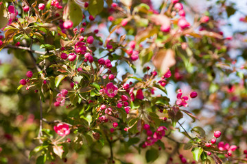 Blooming decorative Apple tree pink flowers