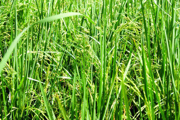 Green Rice field