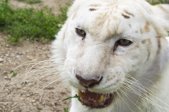 Close up image of white bengal tiger