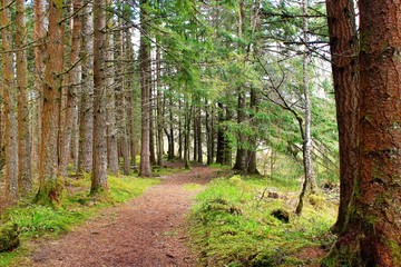 A footpath in the Rannoch Forest, Perthshire, Scotland.