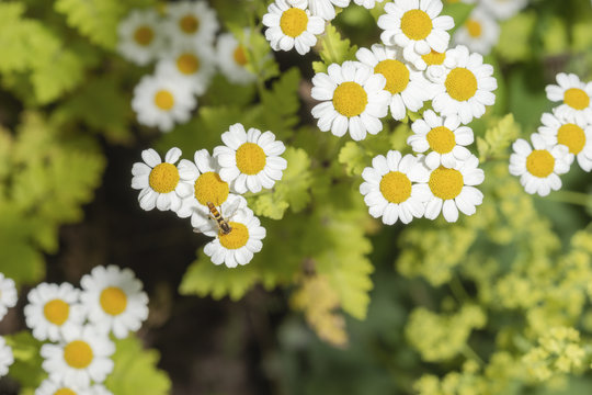 Bertram von Oben fotografiert mit Insekt auf der Bl&uuml;te