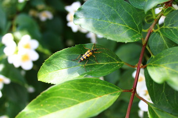 Gefleckter Schmalbock