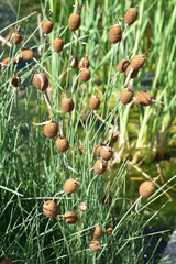 Typha minima (massette naine) au printemps