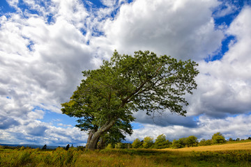Fototapeta na wymiar Windswept tree in summer meadows