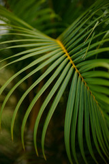 Palm