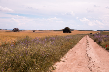 Fototapeta na wymiar Fields in spring in the province of Huesca. Spain