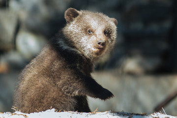 Brown bear cubs with mom © A.Lukin